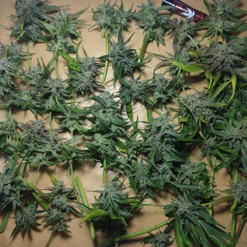 Sticky Broccoli | Pineapple Ex | Lemon W. Week 12