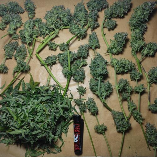 Sticky Broccoli | Pineapple Ex | Lemon W. Week 12