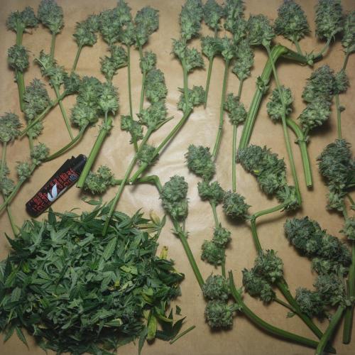 Sticky Broccoli | Pineapple Ex | Lemon W. Week 12