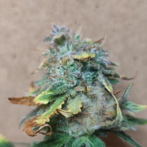 Sticky Broccoli | Pineapple Ex | Lemon W. Week 12