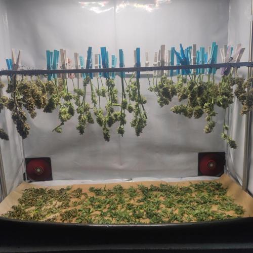 Sticky Broccoli | Pineapple Ex | Lemon W. Week 12