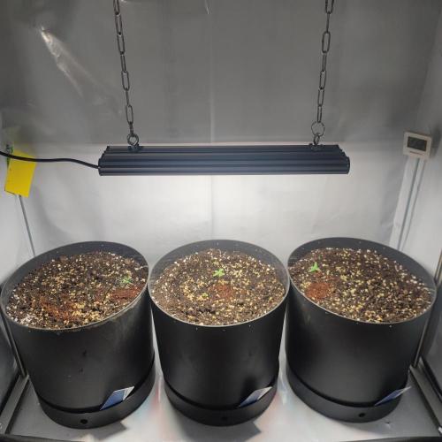 Grape Ape | LSD | Topical Mintz OG. Week 1