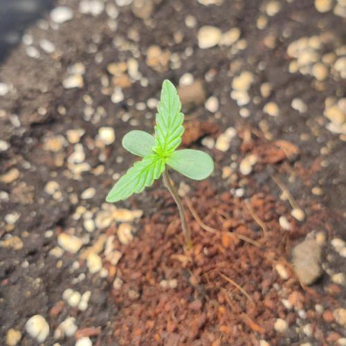 Grape Ape | LSD | Topical Mintz OG. Week 1