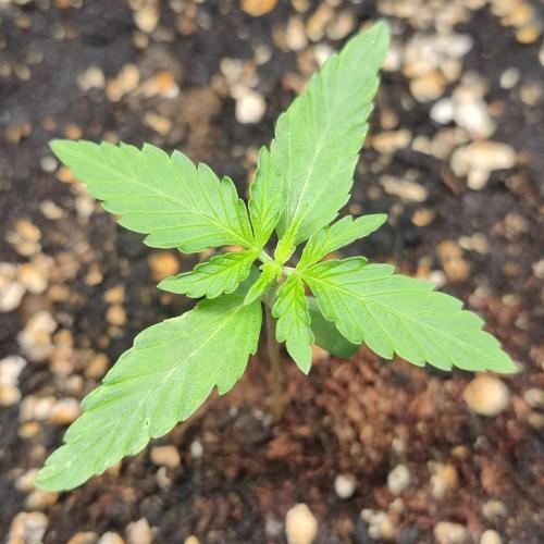 Grape Ape | LSD | Topical Mintz OG. Week 2