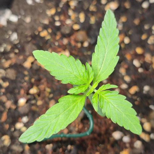 Grape Ape | LSD | Topical Mintz OG. Week 2