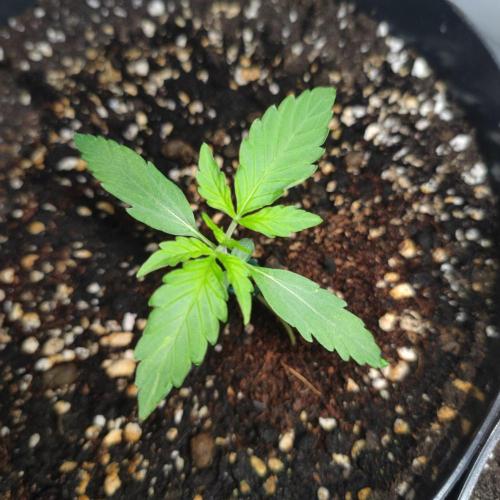 Grape Ape | LSD | Topical Mintz OG. Week 3
