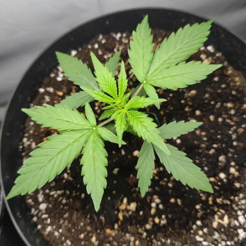 Grape Ape | LSD | Topical Mintz OG. Week 3