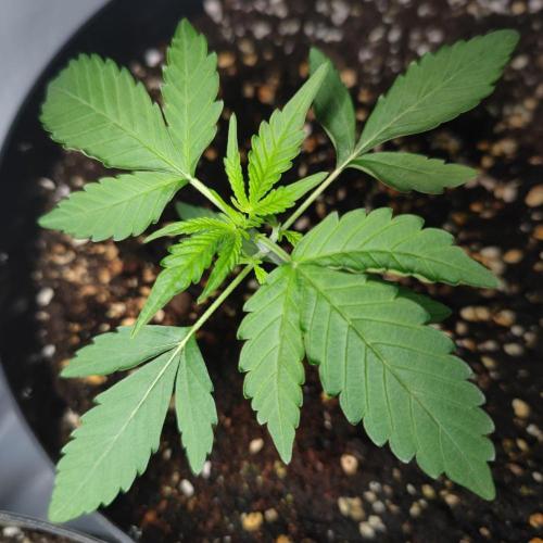Grape Ape | LSD | Topical Mintz OG. Week 3