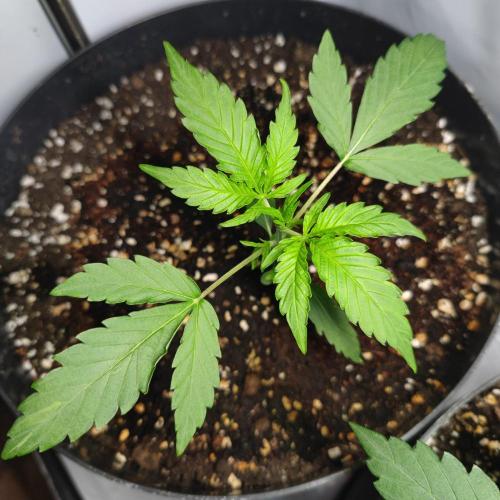 Grape Ape | LSD | Topical Mintz OG. Week 4