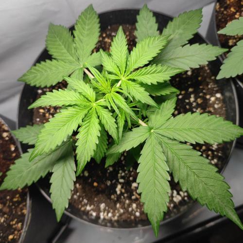 Grape Ape | LSD | Topical Mintz OG. Week 4