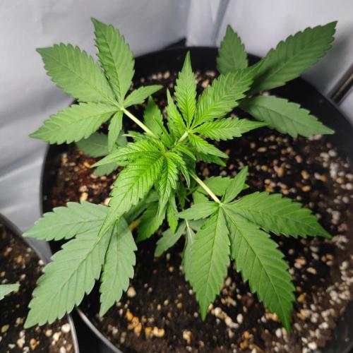 Grape Ape | LSD | Topical Mintz OG. Week 4