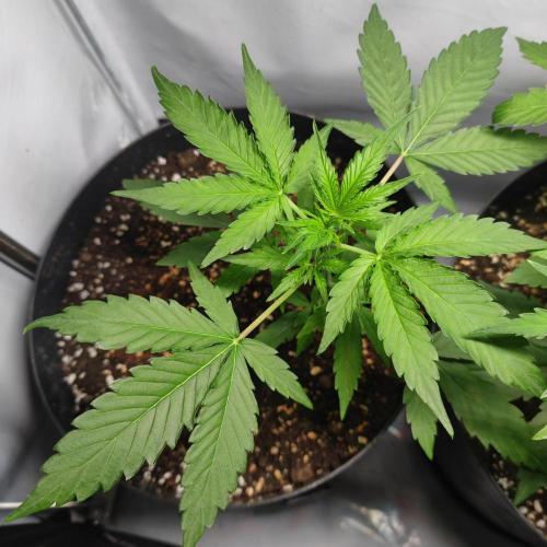 Grape Ape | LSD | Topical Mintz OG. Week 5