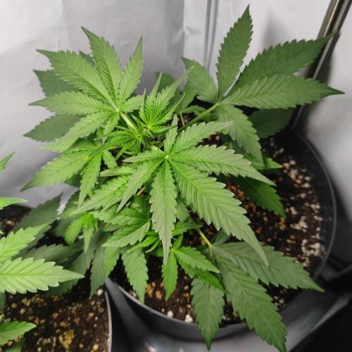 Grape Ape | LSD | Topical Mintz OG. Week 5