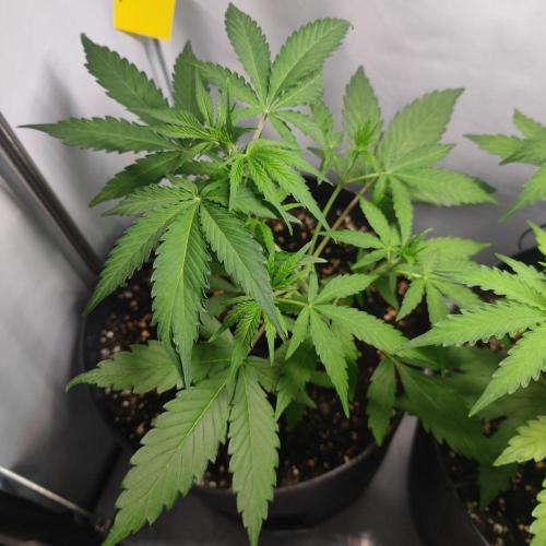 Grape Ape | LSD | Topical Mintz OG. Week 6