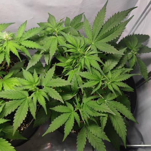 Grape Ape | LSD | Topical Mintz OG. Week 6