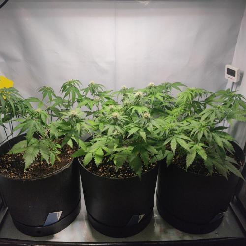 Grape Ape | LSD | Topical Mintz OG. Week 7