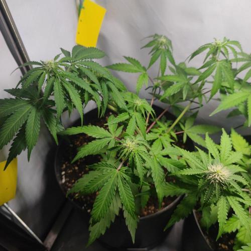 Grape Ape | LSD | Topical Mintz OG. Week 7