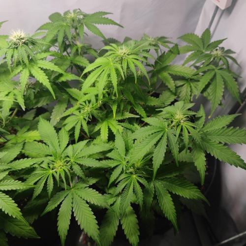 Grape Ape | LSD | Topical Mintz OG. Week 7
