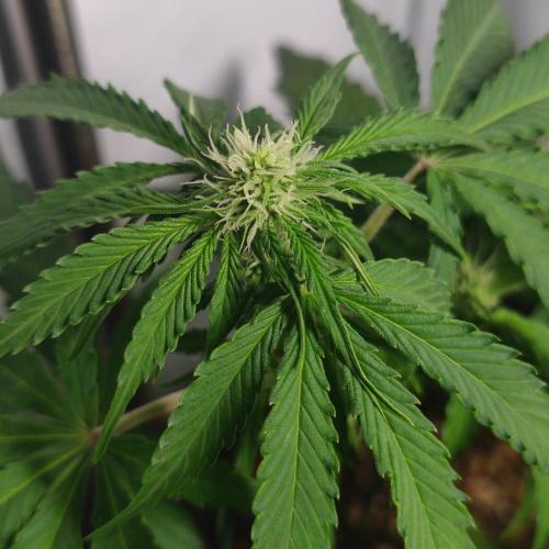 Grape Ape | LSD | Topical Mintz OG. Week 7