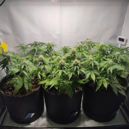 Grape Ape | LSD | Topical Mintz OG. Week 8