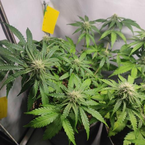 Grape Ape | LSD | Topical Mintz OG. Week 8