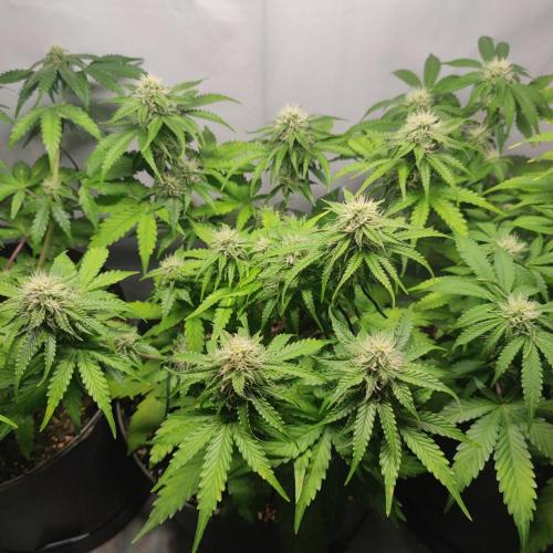 Grape Ape | LSD | Topical Mintz OG. Week 8