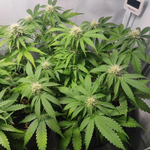 Grape Ape | LSD | Topical Mintz OG. Week 8