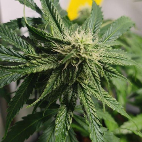 Grape Ape | LSD | Topical Mintz OG. Week 8