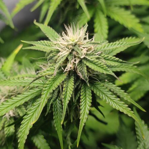 Grape Ape | LSD | Topical Mintz OG. Week 8
