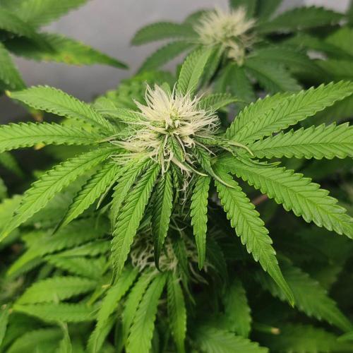 Grape Ape | LSD | Topical Mintz OG. Week 8