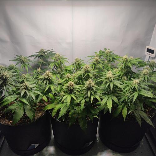 Grape Ape | LSD | Topical Mintz OG. Week 9