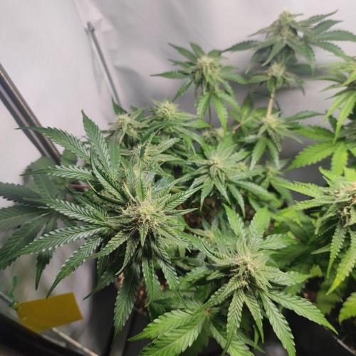 Grape Ape | LSD | Topical Mintz OG. Week 9