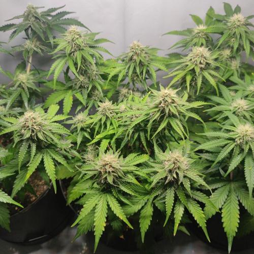 Grape Ape | LSD | Topical Mintz OG. Week 9