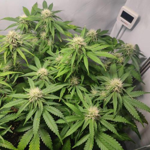 Grape Ape | LSD | Topical Mintz OG. Week 9