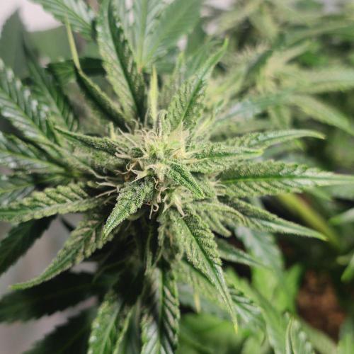 Grape Ape | LSD | Topical Mintz OG. Week 9