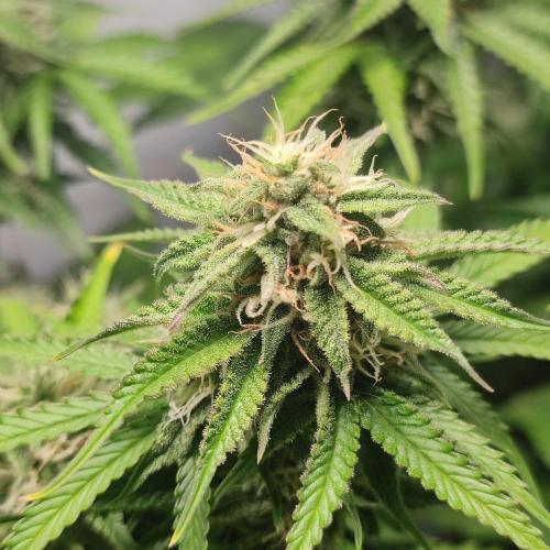 Grape Ape | LSD | Topical Mintz OG. Week 9