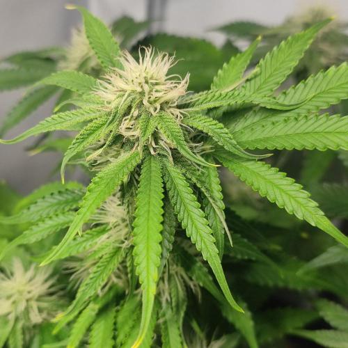 Grape Ape | LSD | Topical Mintz OG. Week 9