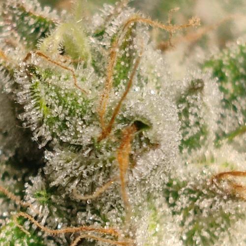Grape Ape | LSD | Topical Mintz OG. Week 11