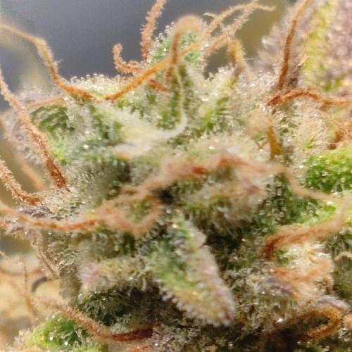 Grape Ape | LSD | Topical Mintz OG. Week 11