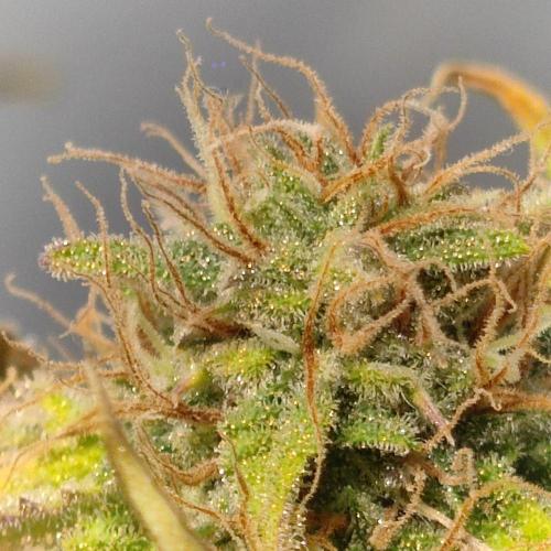 Grape Ape | LSD | Topical Mintz OG. Week 11
