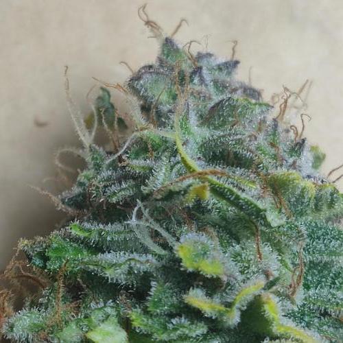 Sticky Broccoli | Pineapple Ex | Lemon W. Week 12