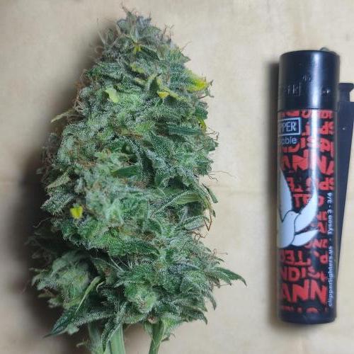 Sticky Broccoli | Pineapple Ex | Lemon W. Week 12