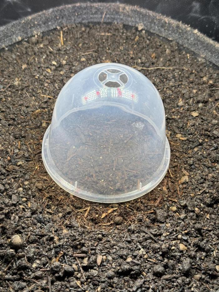 First Indoor Grow. Week 0 - Day 1 in soil after 24 Hours soaking in water.