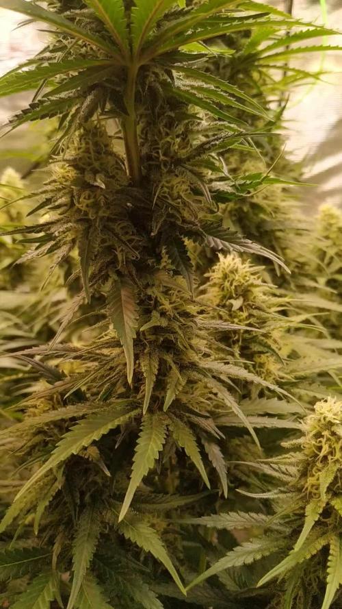 One Tent One Plant: OG Kush S1 (SC Genetics)