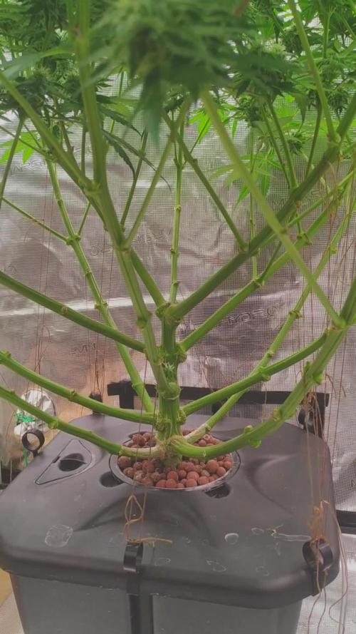 One Tent One Plant: OG Kush S1 (SC Genetics)