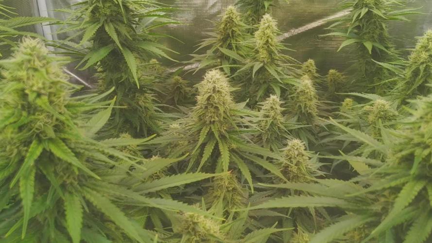 One Tent One Plant: OG Kush S1 (SC Genetics)