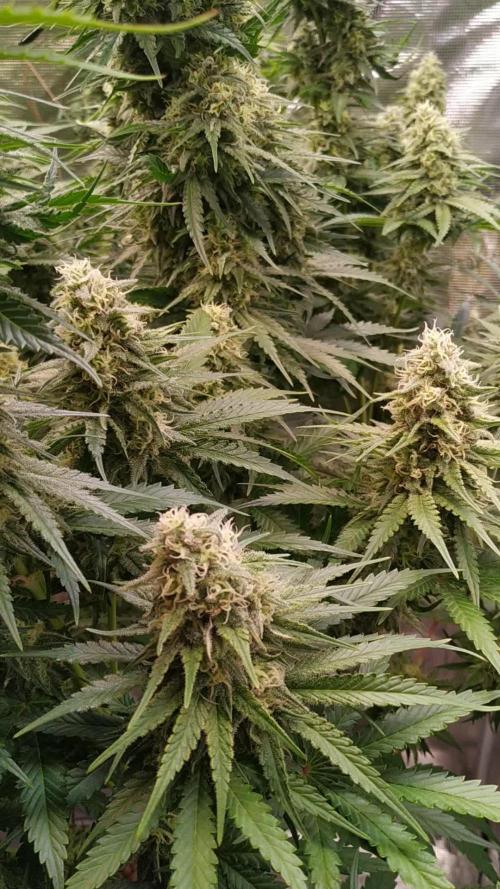 One Tent One Plant: OG Kush S1 (SC Genetics)