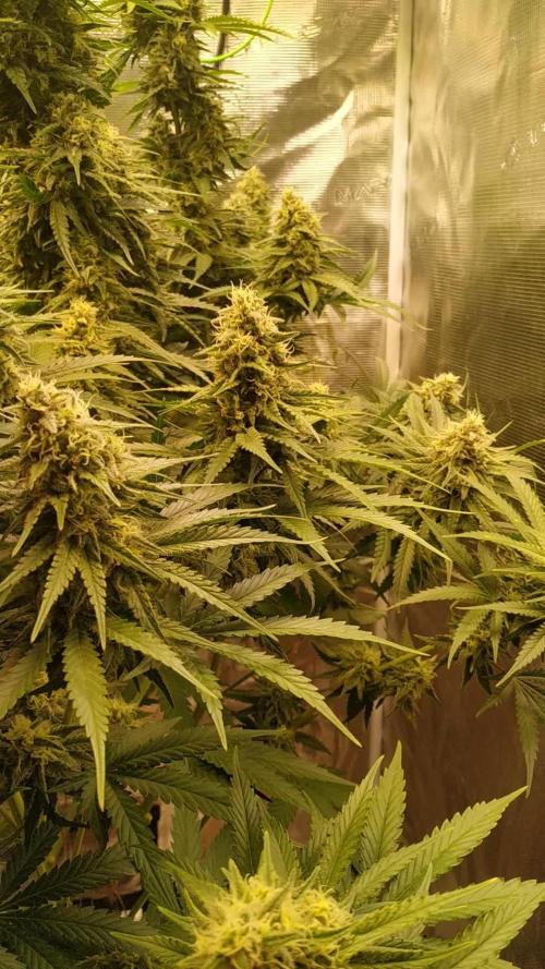 One Tent One Plant: OG Kush S1 (SC Genetics)