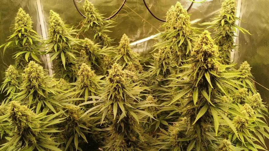 One Tent One Plant: OG Kush S1 (SC Genetics)