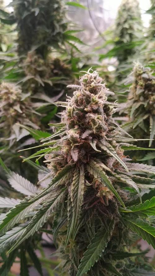 One Tent One Plant: OG Kush S1 (SC Genetics)